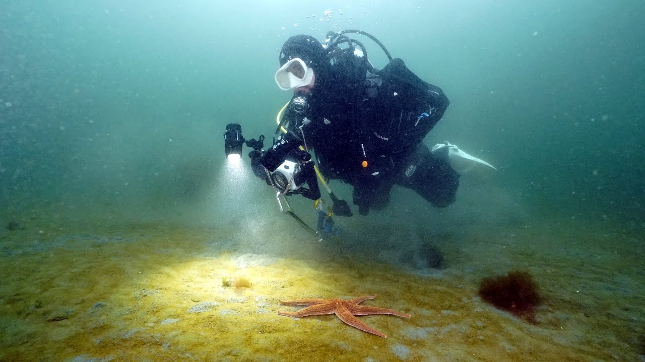 Cabo Froward: Los desaf&iacute;os de explorar los bosques de macroalgas
