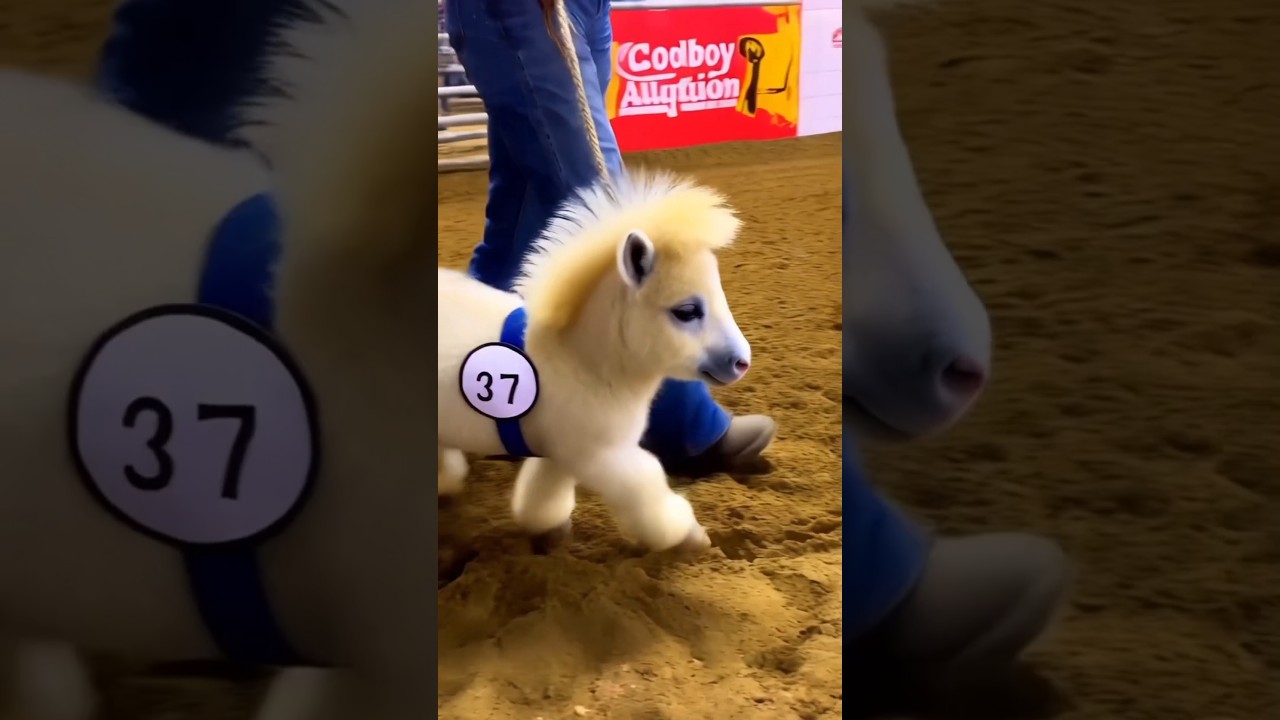 Want a Mini Pony for a Hose Pet? Place your Bids 