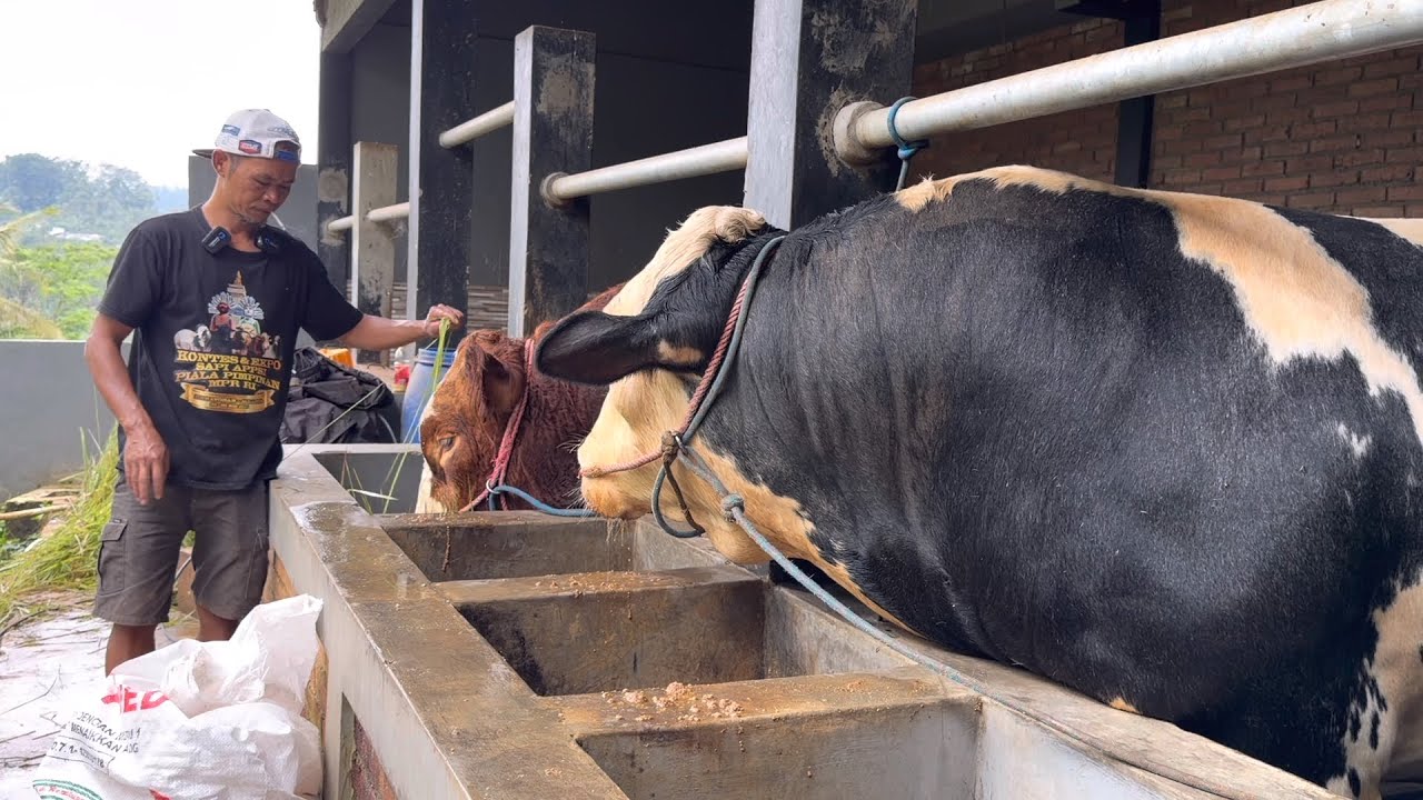 SAPI BELGIAN SUPER , ADG SAMPAI 3kg/hr 🔥