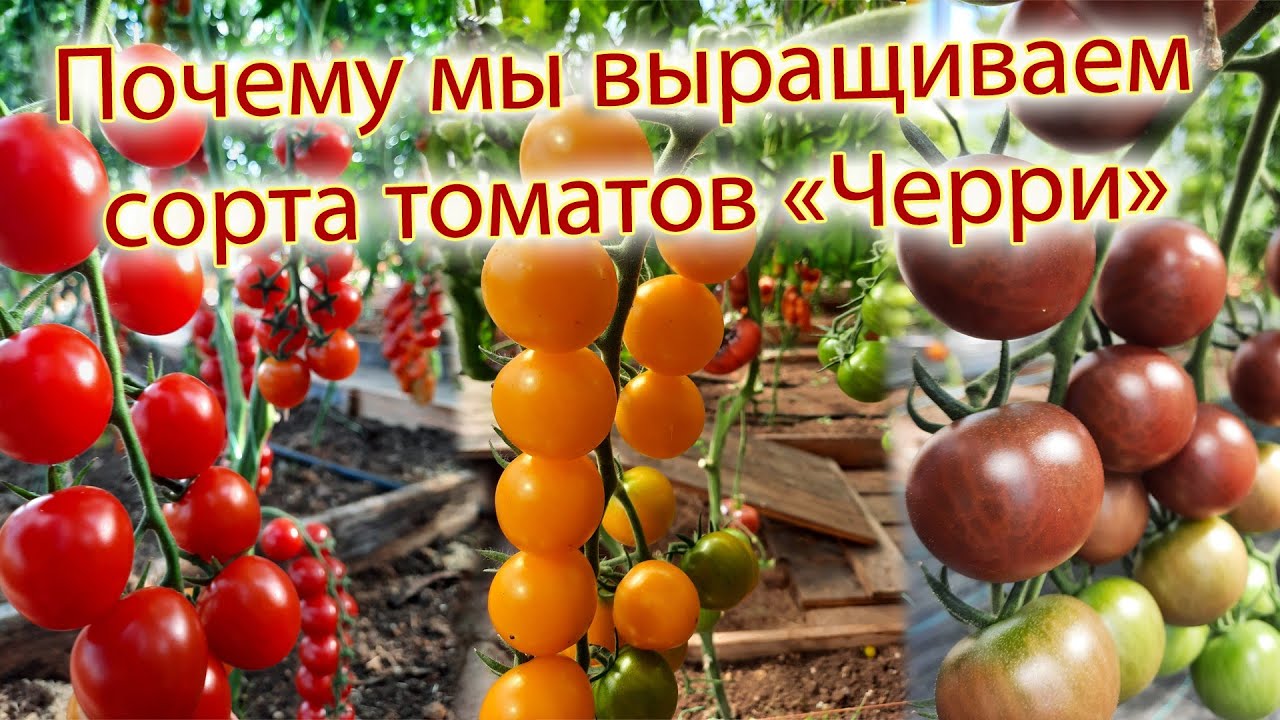 Почему мы выращиваем сорта томатов 