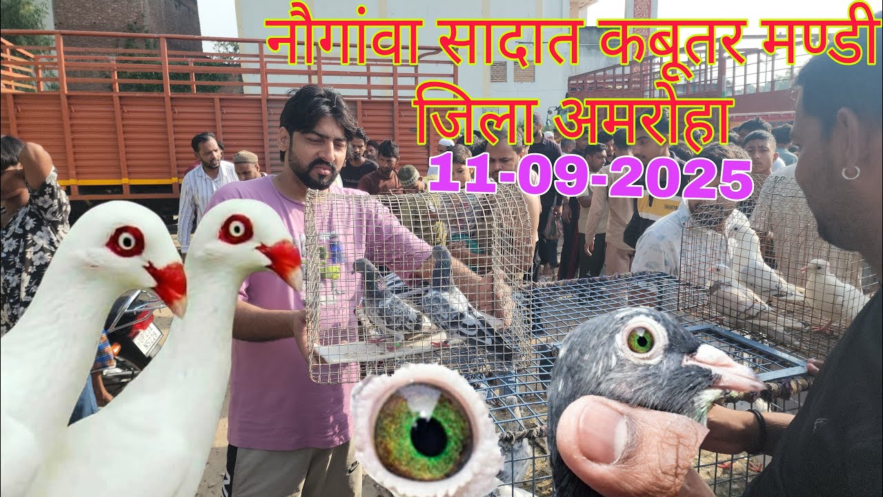 नौगावां सादात कबूतर मण्डी जिला अमरोहा उत्तर प्रदेश 11-09-2025. Nougawan sadat kabootar market