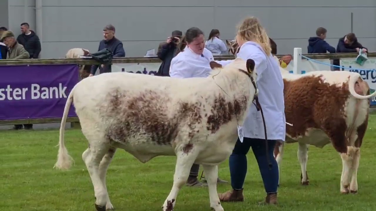 Balmoral show 2023  irish moiled cattle