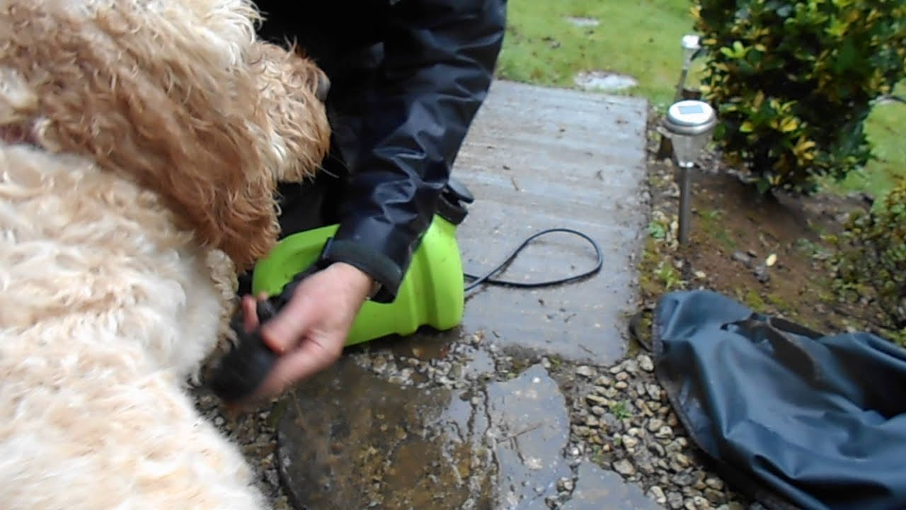 Muddy Dog Needs A Mud Daddy