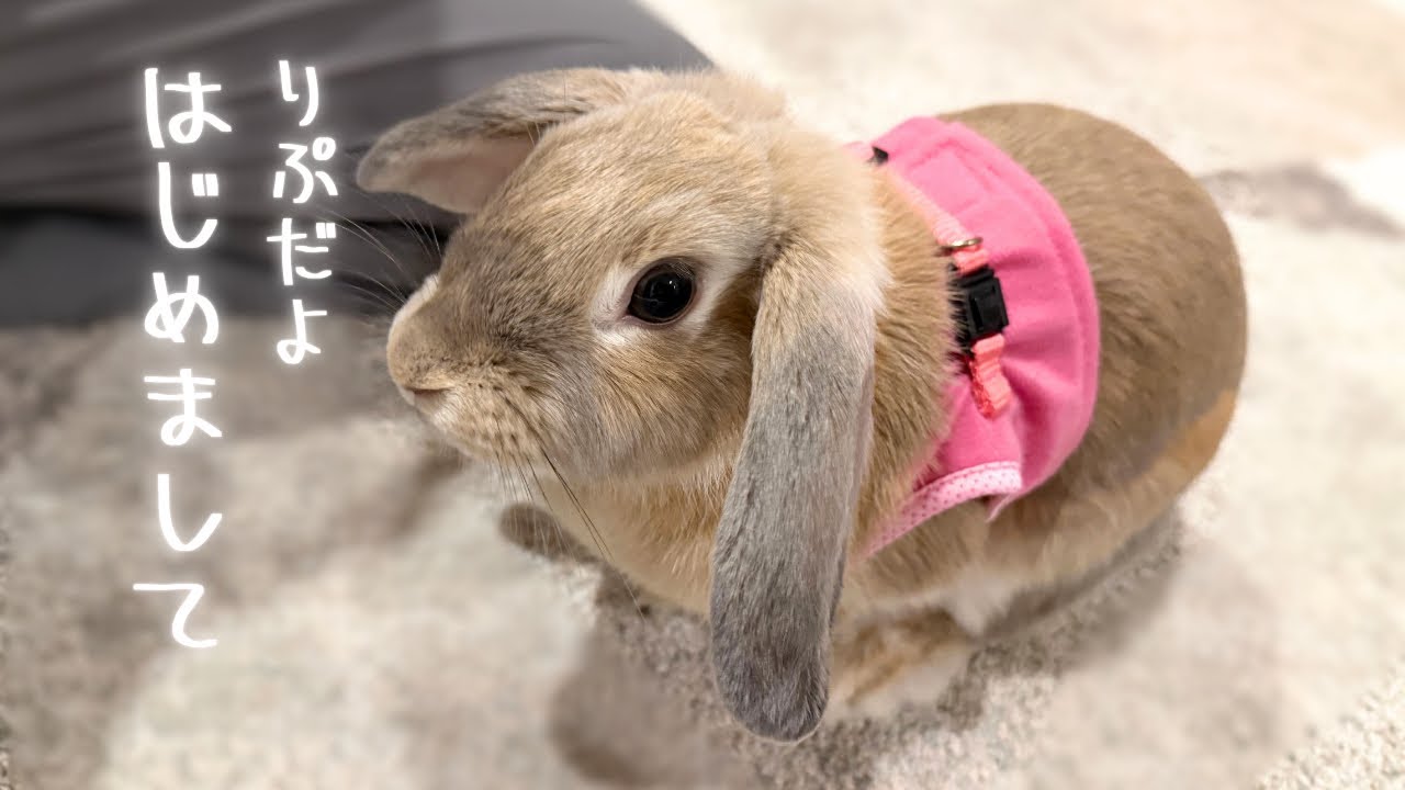 はじめまして りぷちゃんです🐰｜くっつきうさぎのチャンネル紹介｜うさぎ初心者｜ロップイヤー