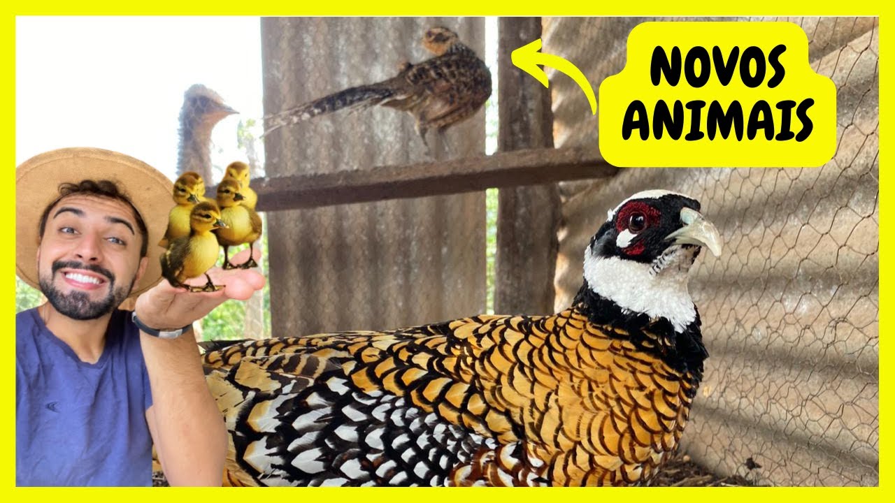 Novos Faisões Venerados - Filhotes de Patos Selvagens - Reformando a Chácara | Gutejando