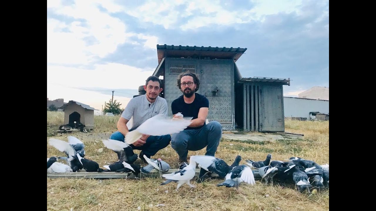 DOLAPÇI GÜVERCİNLERİ EFSANE UÇUŞ... ÇORLUDA AYKAN ABİMİZİN DOLAPÇI VE ADANA GÜVERCİN KÜMESİNDEYİZ..
