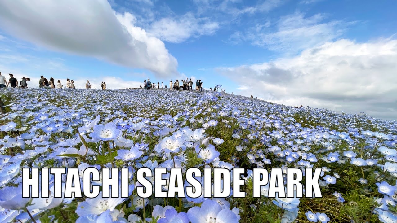 Hitachi Seaside Park - удивительное место в японской префектуре Ибараки