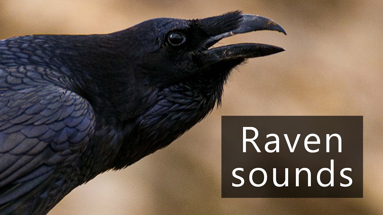The sounds of Ravens
