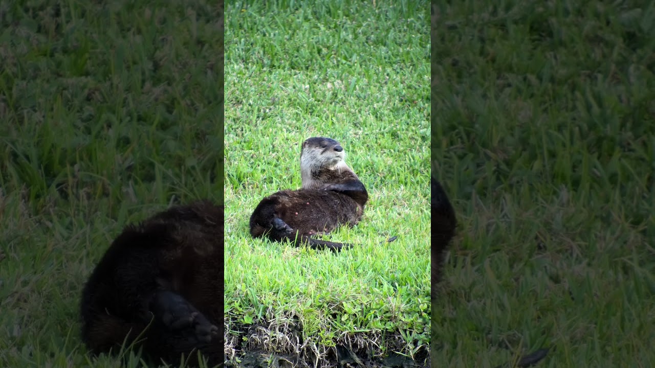 OTTER in my backyard! 🦦 #shorts