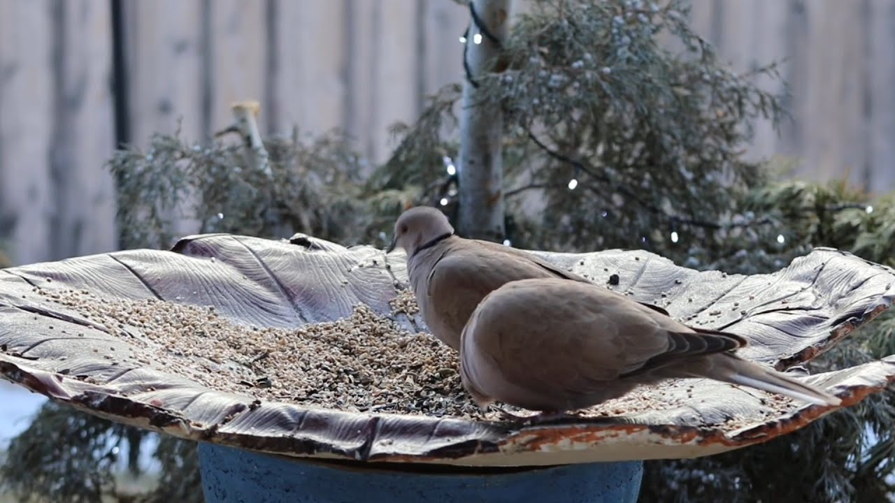 Doves in the Bird food dish