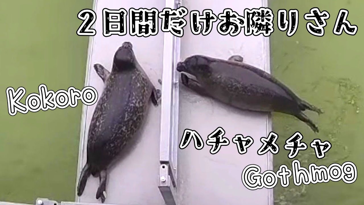 ココロ卒園までの2日間 お隣りさんはハチャメチャ女子ゴスモグ【アザラシ幼稚園】