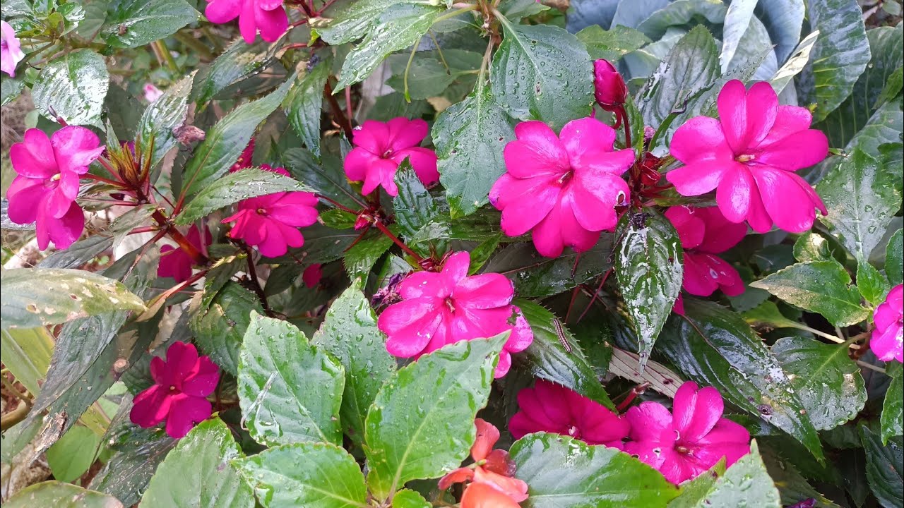 ബാൽസം നിറഞ്ഞ് പൂവിടാനും തൈകൾ വളർത്താനും എളുപ്പമാർഗങ്ങൾ | Balsam plant care & Propagation 