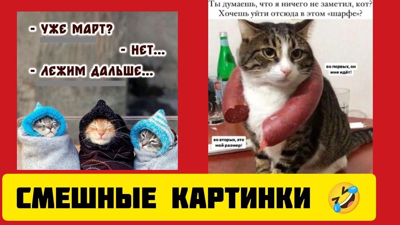 - УЖЕ МАРТ🌼?- HET...- ЛЕЖИМ ДАЛЬШЕ😼...смешные картинки🤣 и весёлая музыка 