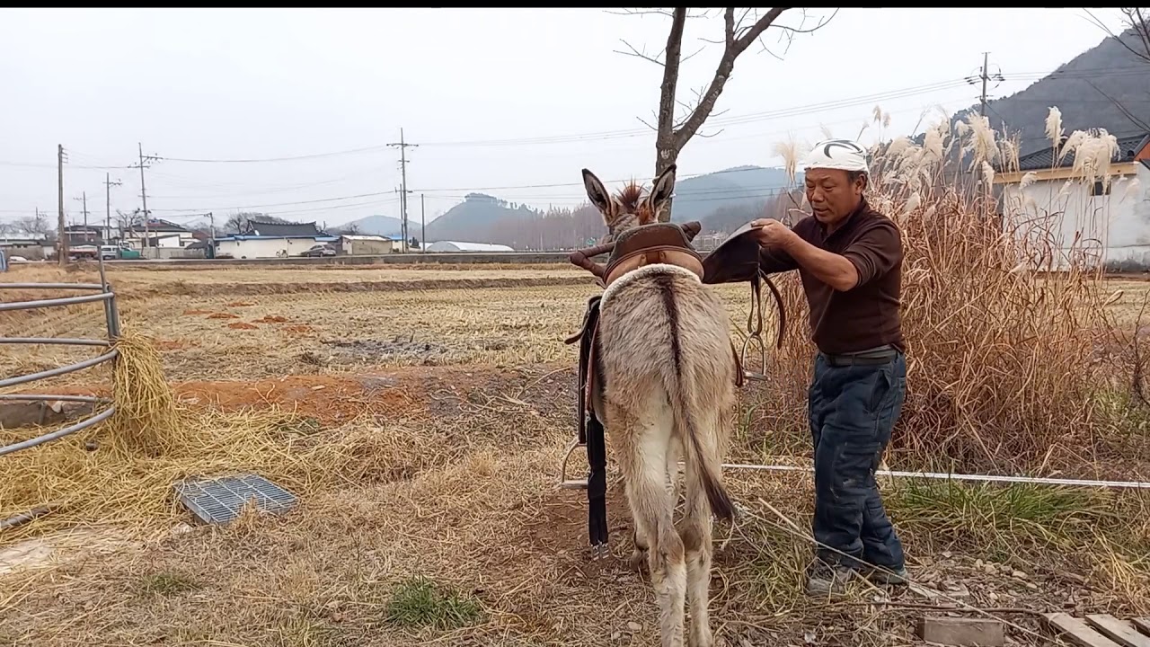 당나귀길들이기