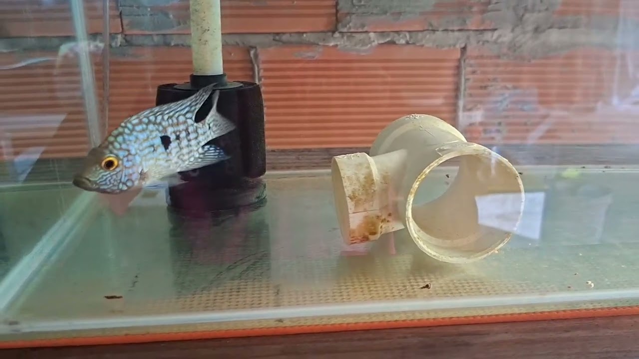 Herichthys carpintis February 2026