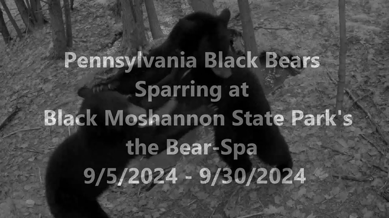 Pennsylvania Black Bears Sparring at Black Moshannon State Park the Bear-Spa 9/5/2024 - 9/30/2024