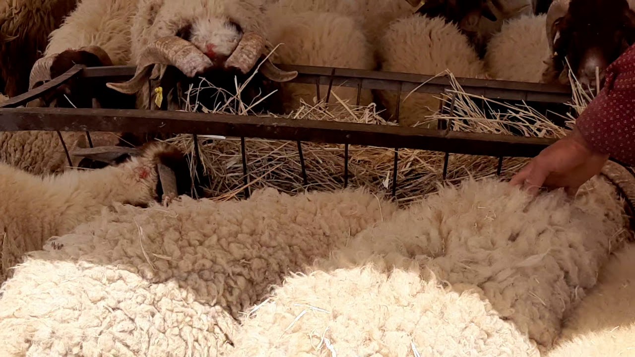 سوق الحولي طنجة #أثمنة الحولي بطنجة  #سوق المواشي بطنجة