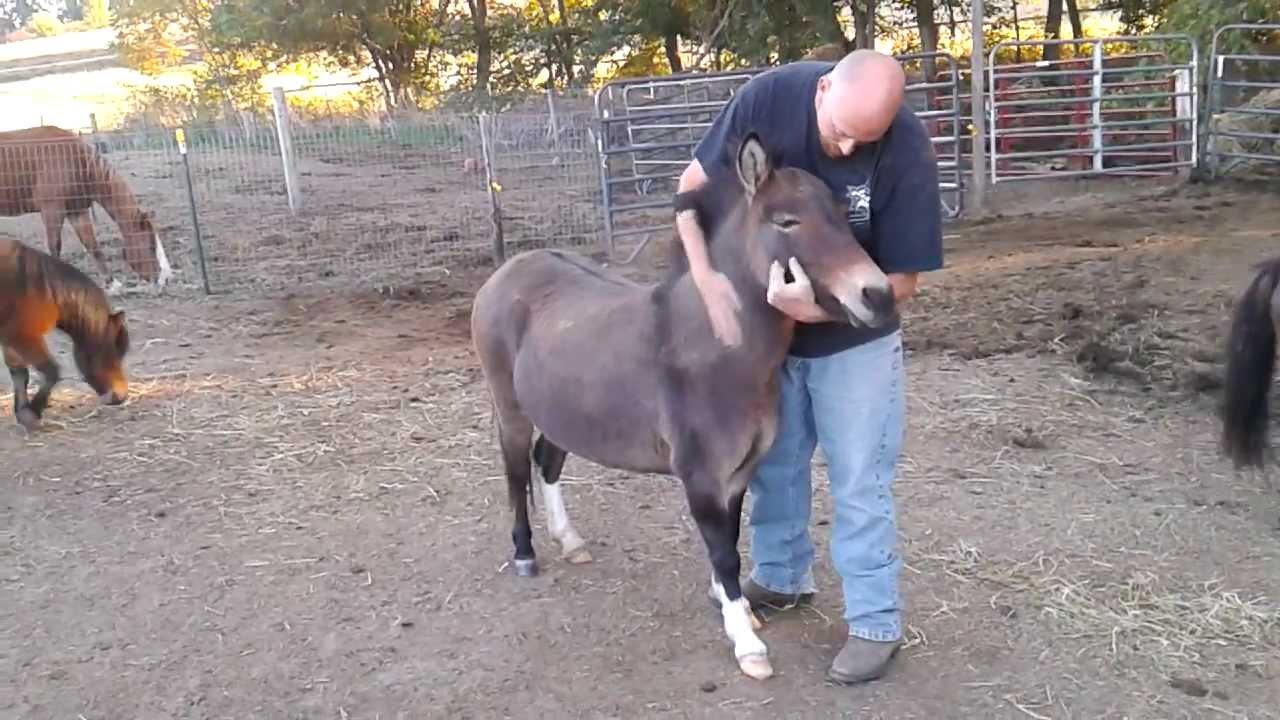Lusco Farms- Miniature mule needs a home