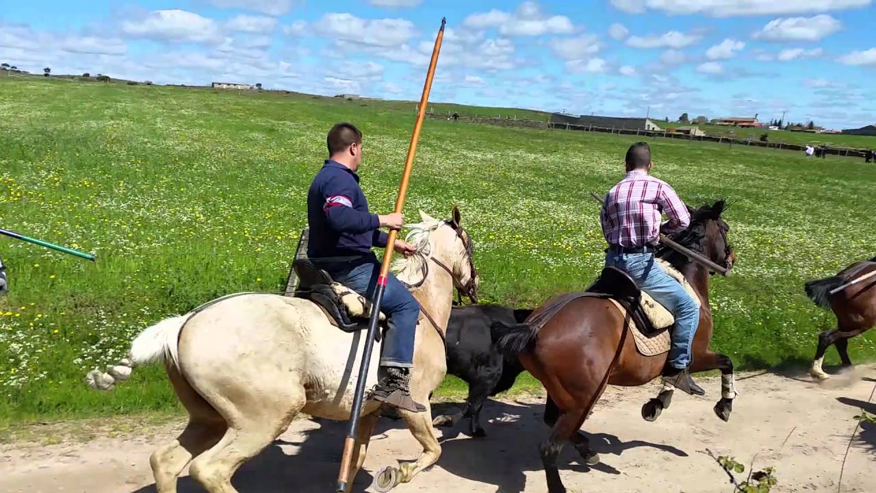 Encierro a caballo romería Gallegos de Argañan  Domingo 2016