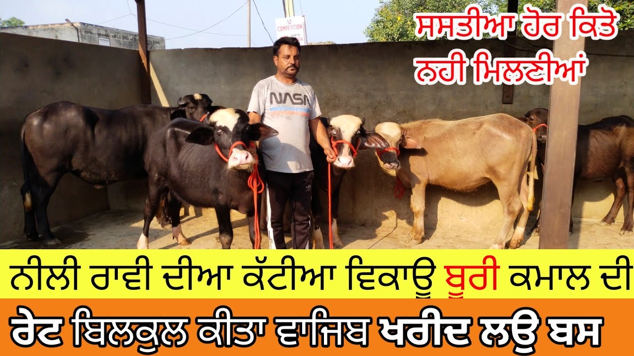 ਨੀਲੀ ਰਾਵੀ ਚ ਕੁਝ ਪੰਜ ਕੱਟੀਆਂ ਵਿਕਾਉ। ਬੂਰੀ ਕੱਟੀ ਵੀ ਸੇਲ।☎️9814270758 ਮਲੇਰਕੋਟਲਾ।five calf nili ravi sale