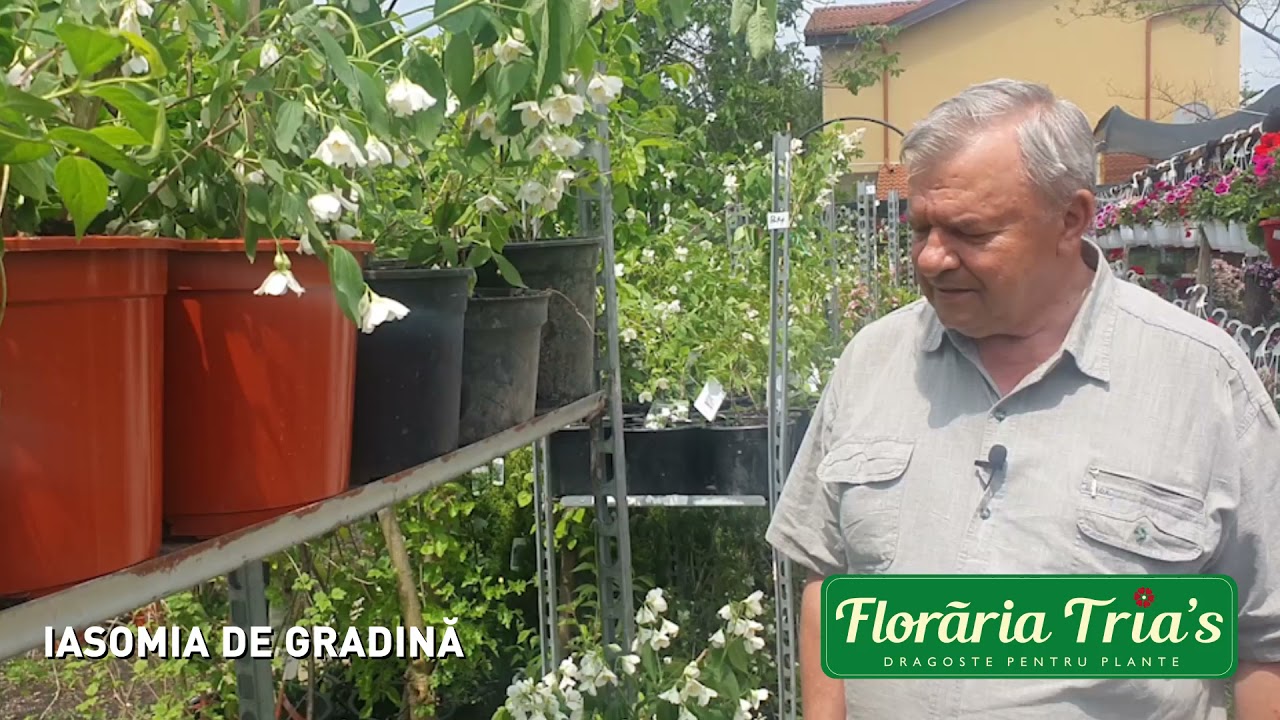 Parfum si frumusete in gradina - Iasomia sau Philadelphus
