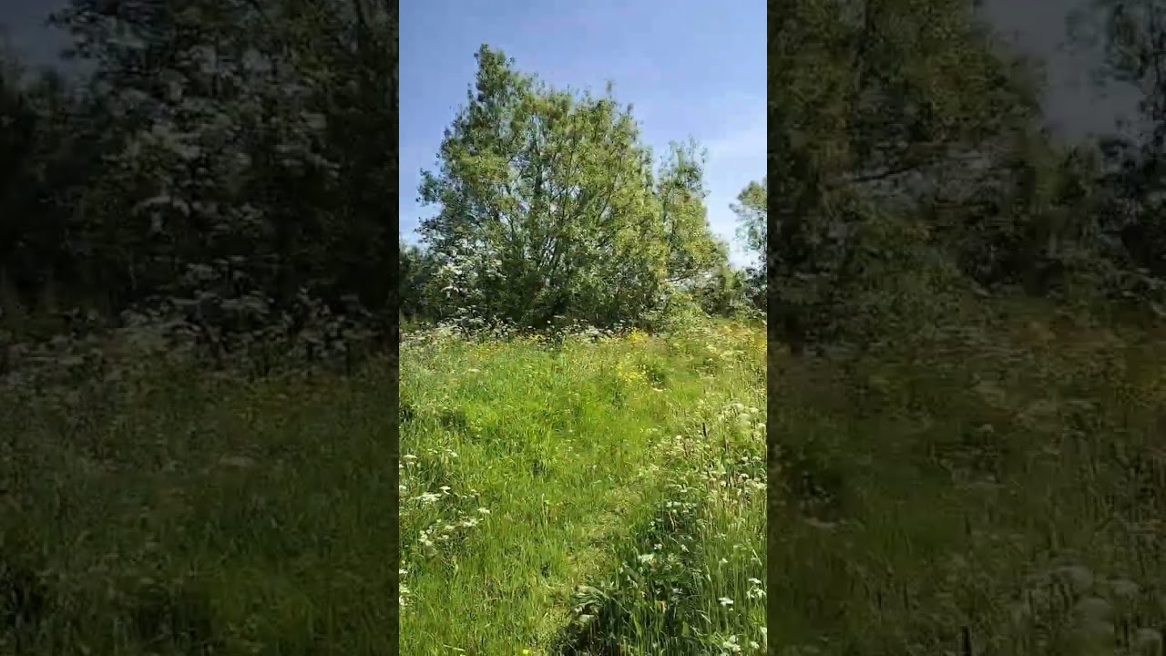 Final Lovely view of the #riverside #meadows near Sturminster Newton #trees #field #walk #nature