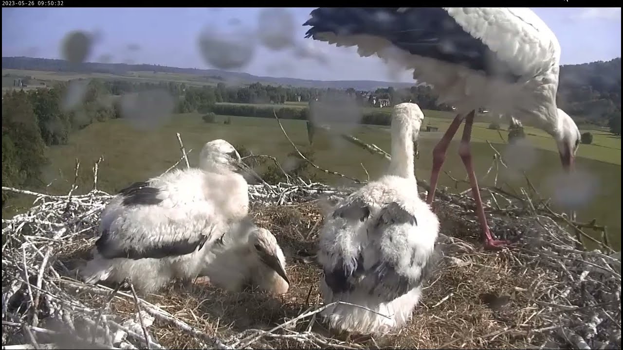 Storchennest Lindheim - DRASTYCZNE !  A jednak ! Wilfried wyeliminował 