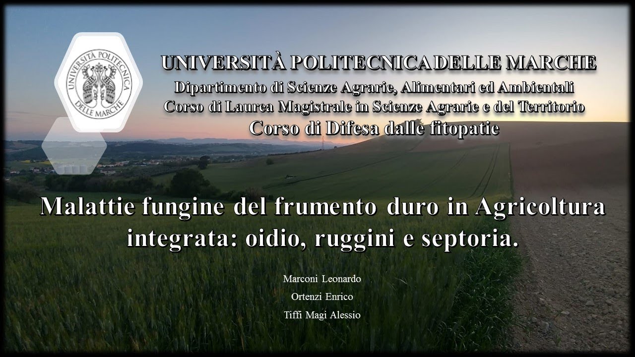 malattie fungine del frumento duro: oidio, ruggine e septoria