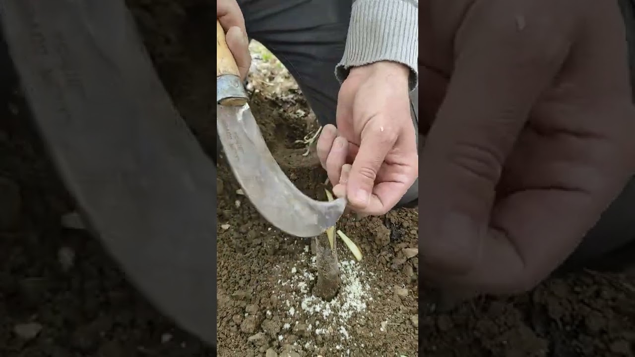 Kirazda Kalem Aşı Tekniği - Akın Tarım