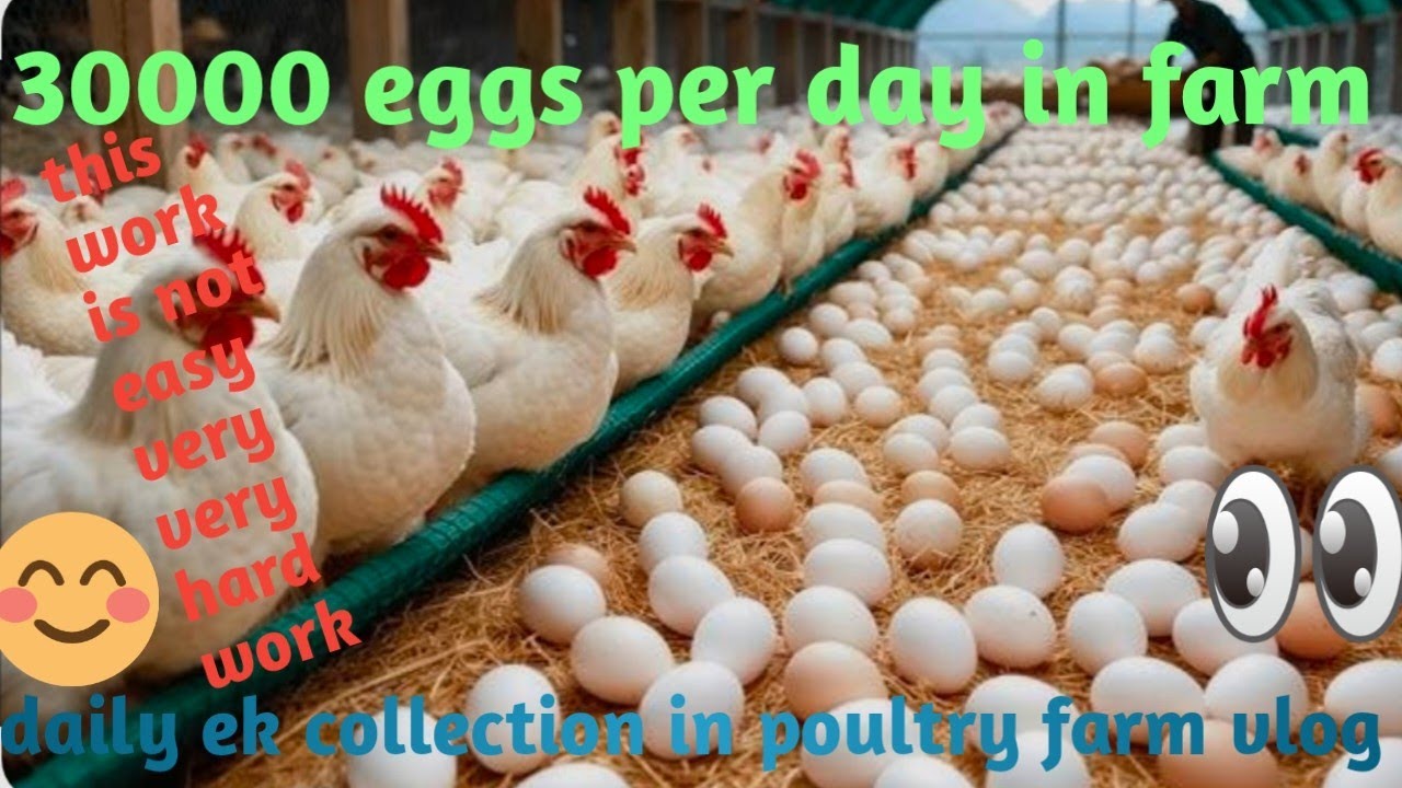 30000 egg per day products in poultry farm|how to collection this egg daily in poultry farm|working 