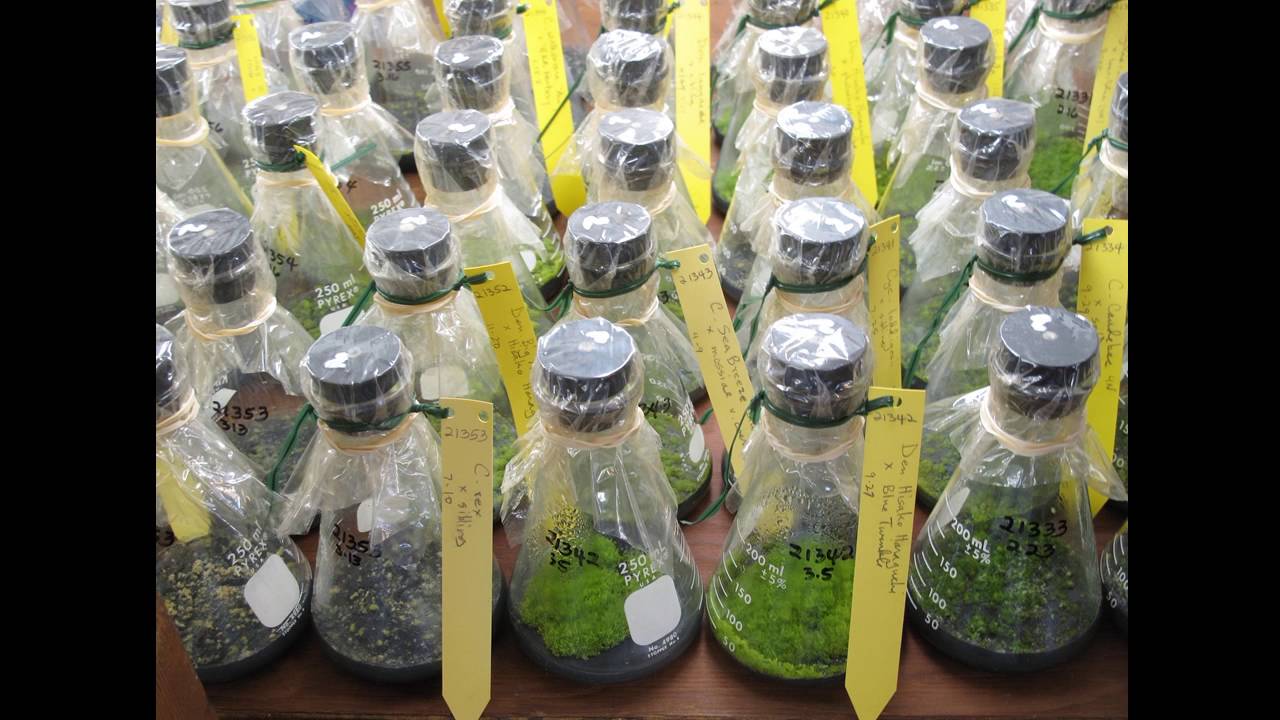 2016 - Roy Tokunaga (Tetraploid Breeding) 6th Annual Cattleya Symposium