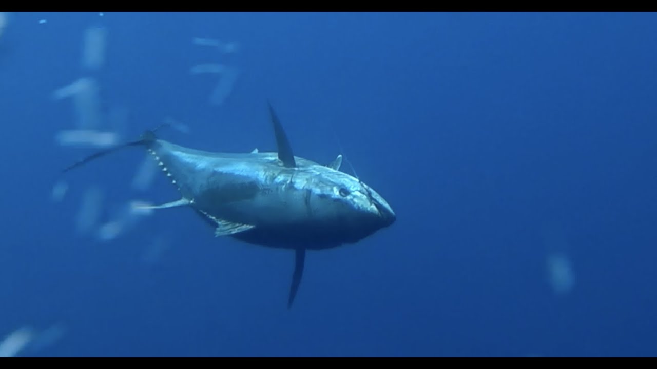 PESCA DE ATÚN