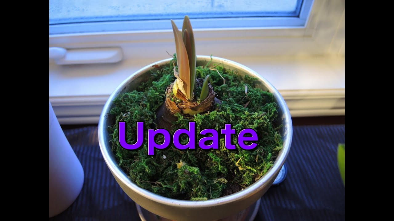 Amaryllis Update! - They're Growing!