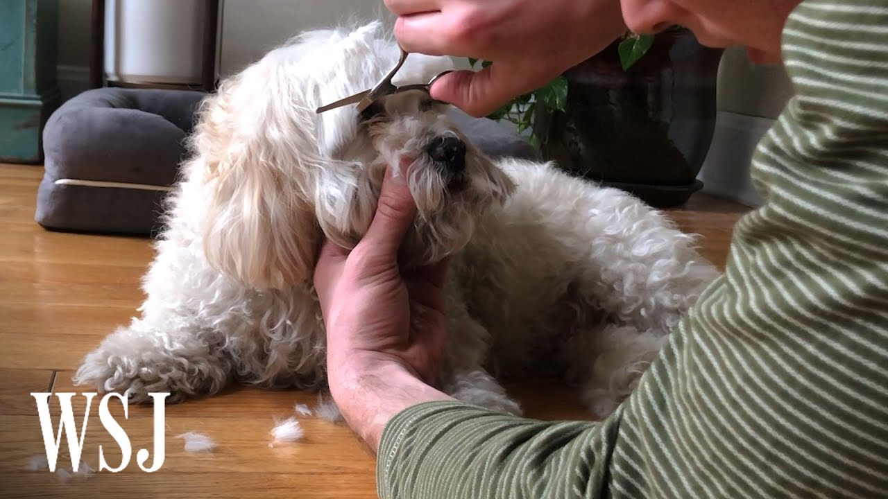 How to Safely Groom Your Dog Between Haircuts | WSJ