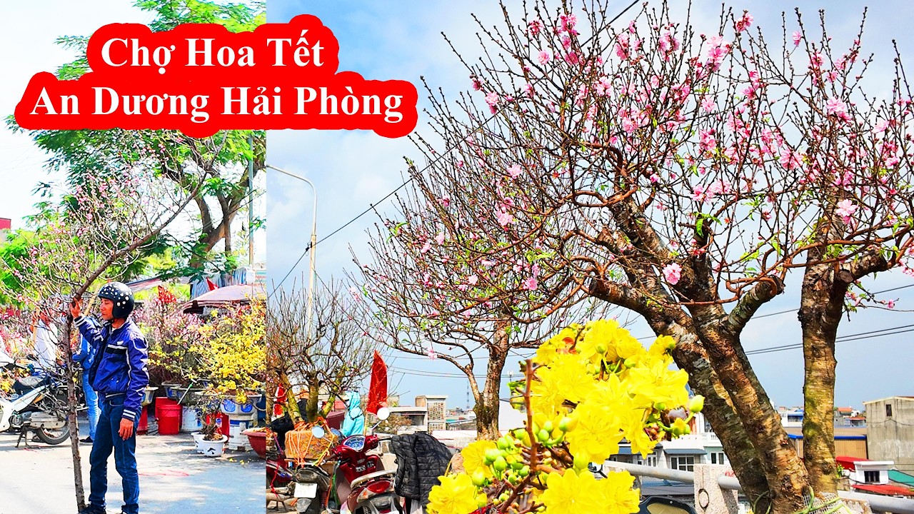 Đi chợ hoa xuân Hải Phòng 2026 – cảm nhận Tết đang rất gần