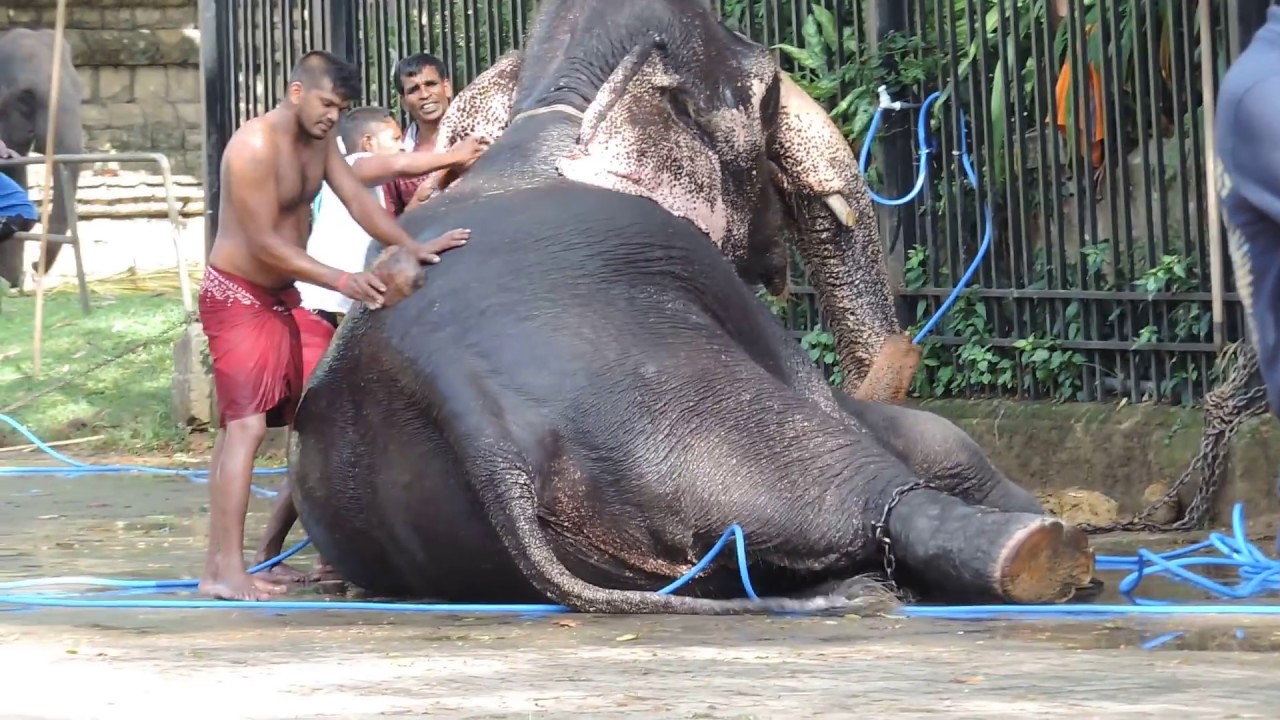 Perahera Elephant Bathing - Sri Dalada Maligawa - Kandy