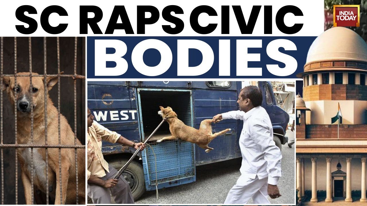What Supreme Court Said To Civic Bodies In Stray Dogs Case? | Delhi NCR | Dog Capture | MCD