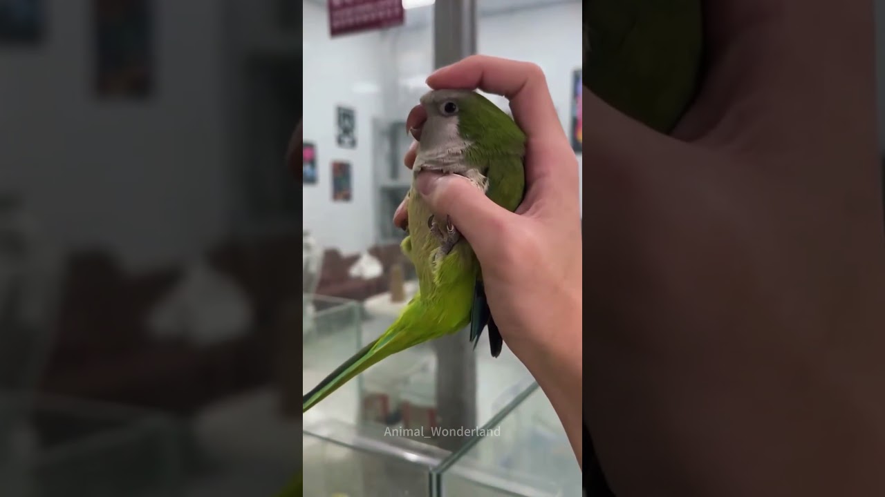 Funny parrot😂😂#animal#pet#parrot#fyp