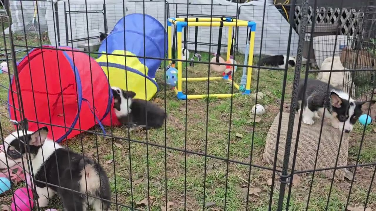 The cutest little wiggle butts 😍  Boys - 7.5 wks AKC Pembroke Welsh Corgi 