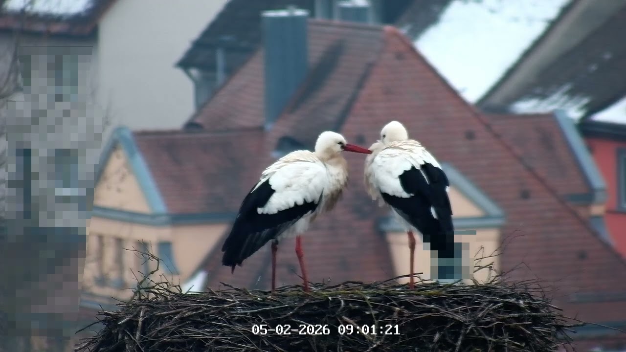 05.02.2026 Liebesgeflüster im Storchennest Leutershausen