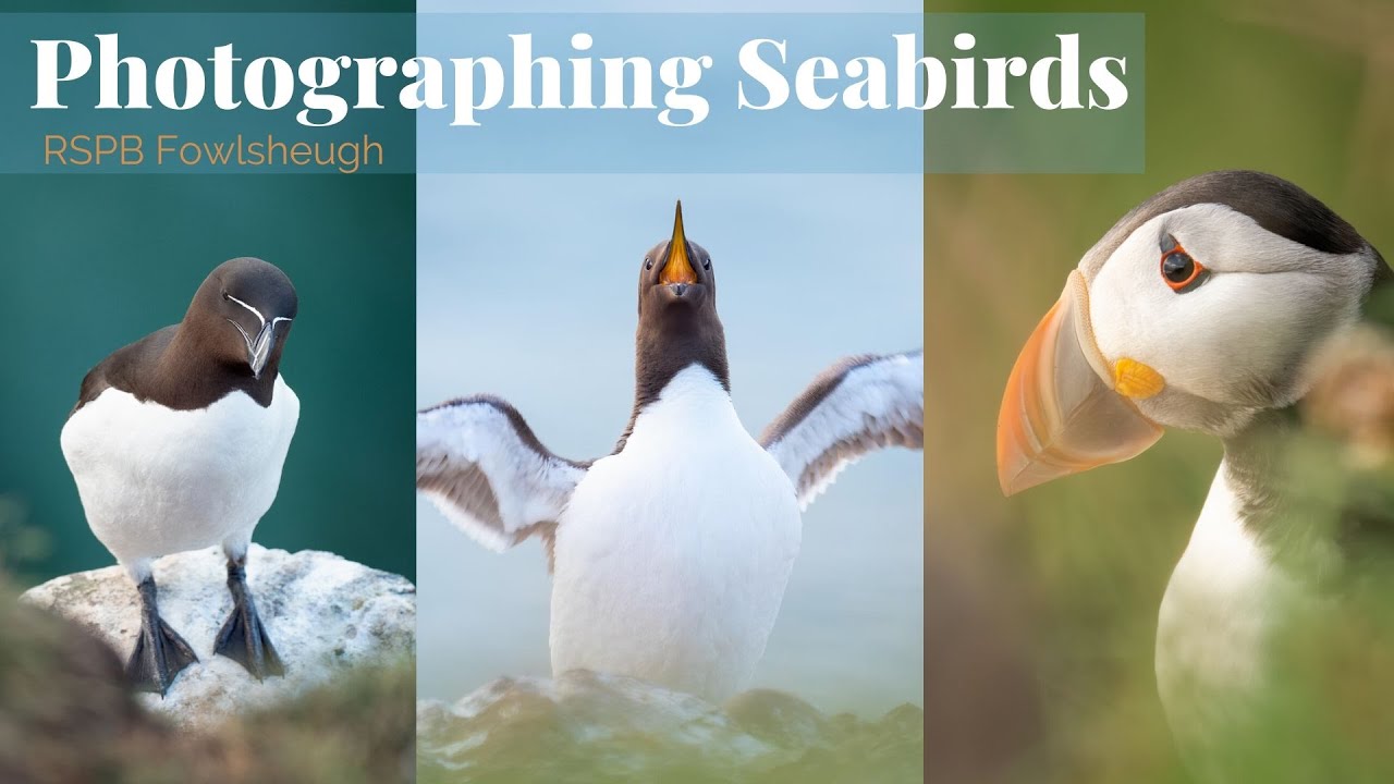 Wildlife Photography Vlog | Photographing Seabirds at RSPB Fowlsheugh, Scotland