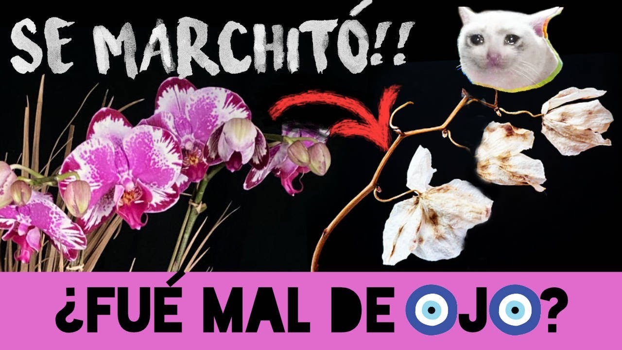Marchitamiento de Flores delas Orquídeas Phalaenopsis | Finca Dracula