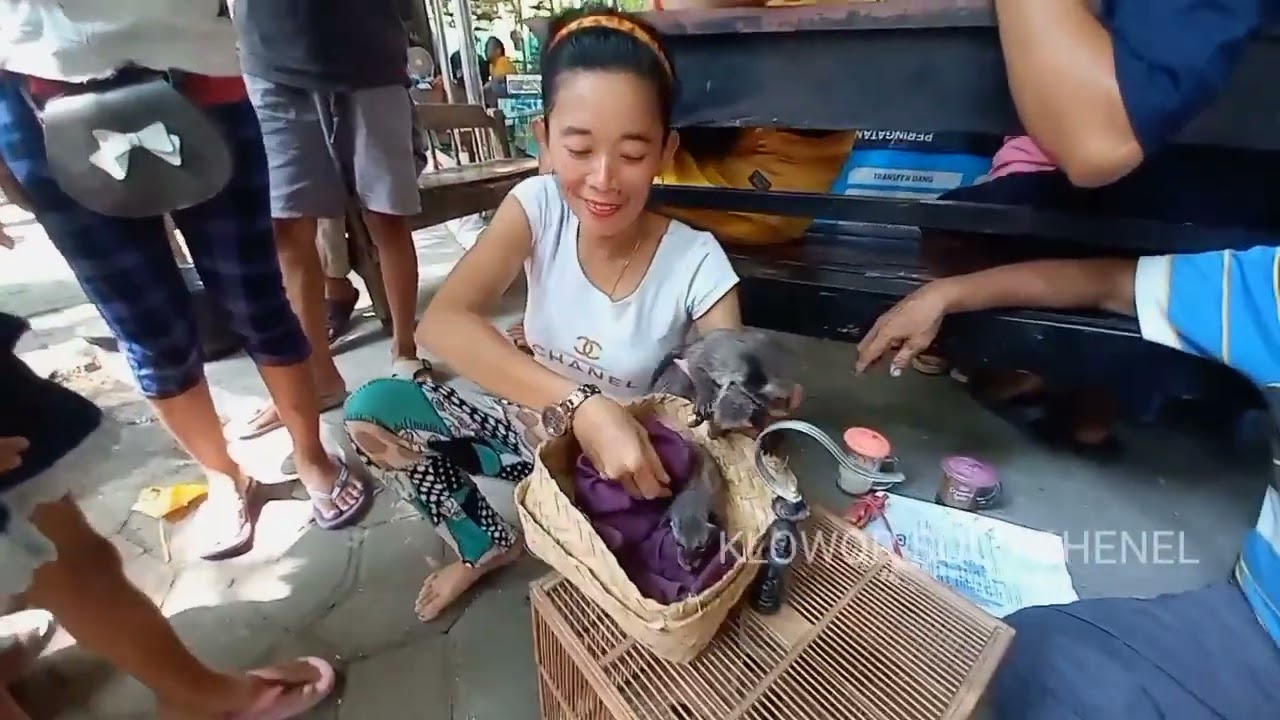Serunya Ketemu Mbak Eni di Pasar Burung Tradisional Jawa 🐦