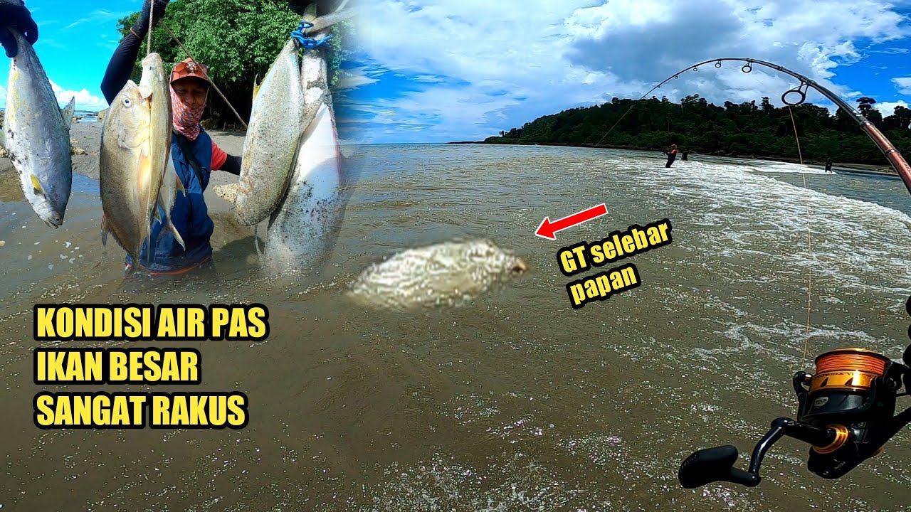 Rejeki tidak kemana! baru lempar langsung GT lebar lebar sambar umpan
