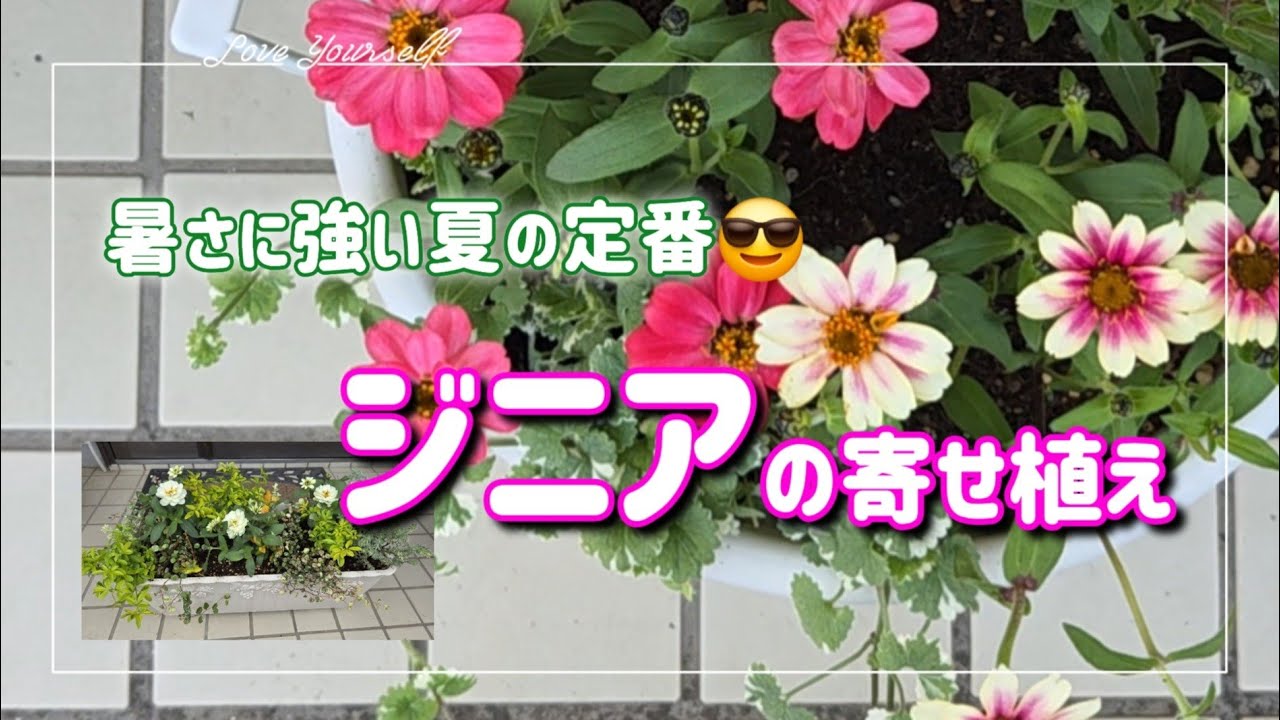 【ジニアの寄せ植え】夏は強い花に限る😆可愛い花ジニア植えました😀