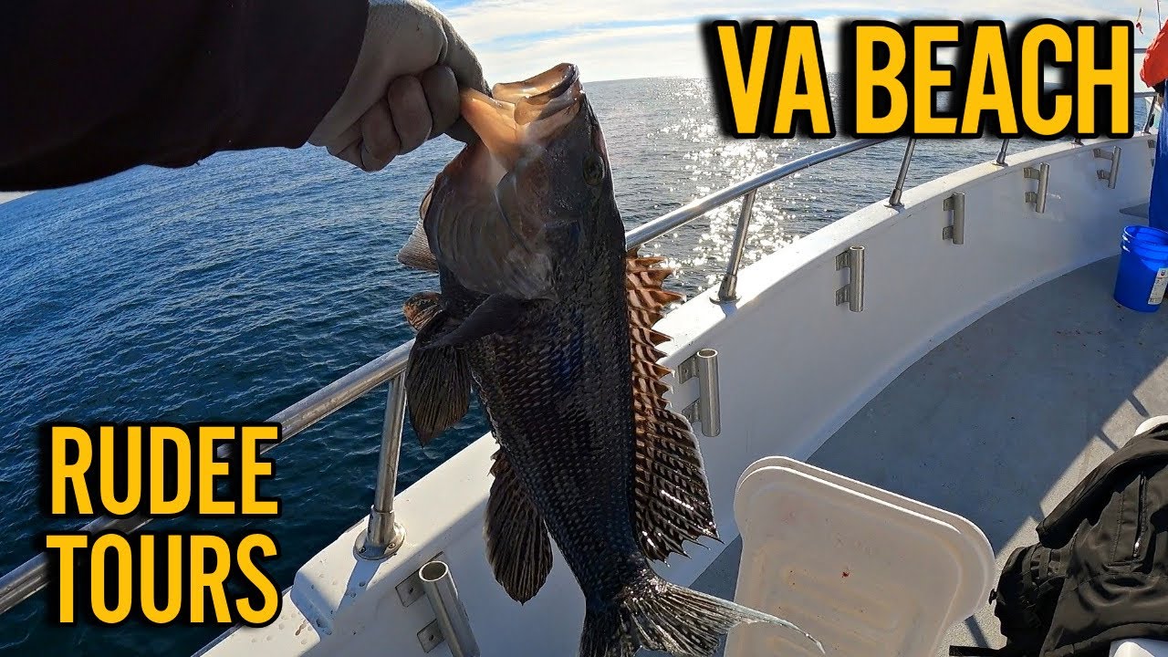 CATCHING LIMIT on BLACK SEA BASS! VIRGINIA BEACH OFFSHORE BIG SEA BASS! RUDEE TOURS FULL DAY TRIP
