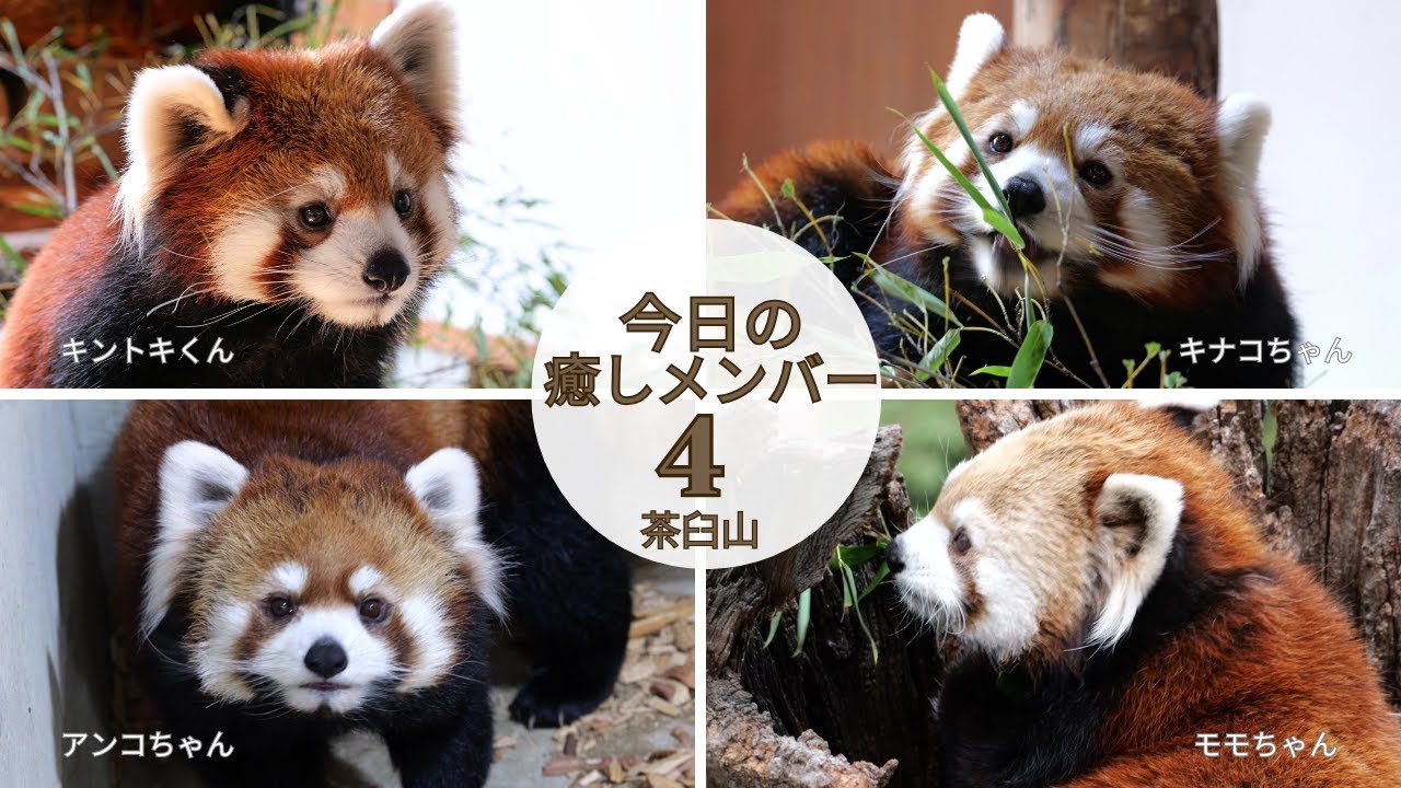 【茶臼山動物園】今日の癒しメンバー4✨️レッサーパンダの癒しのひととき🐾