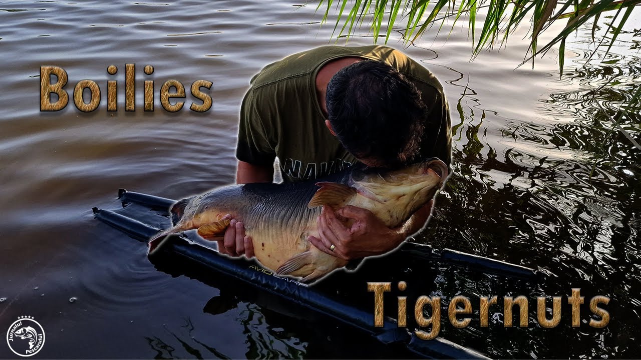 Boilies and Tigernuts- reteta perfecta pentru partidele de pescuit pe vreme caniculara