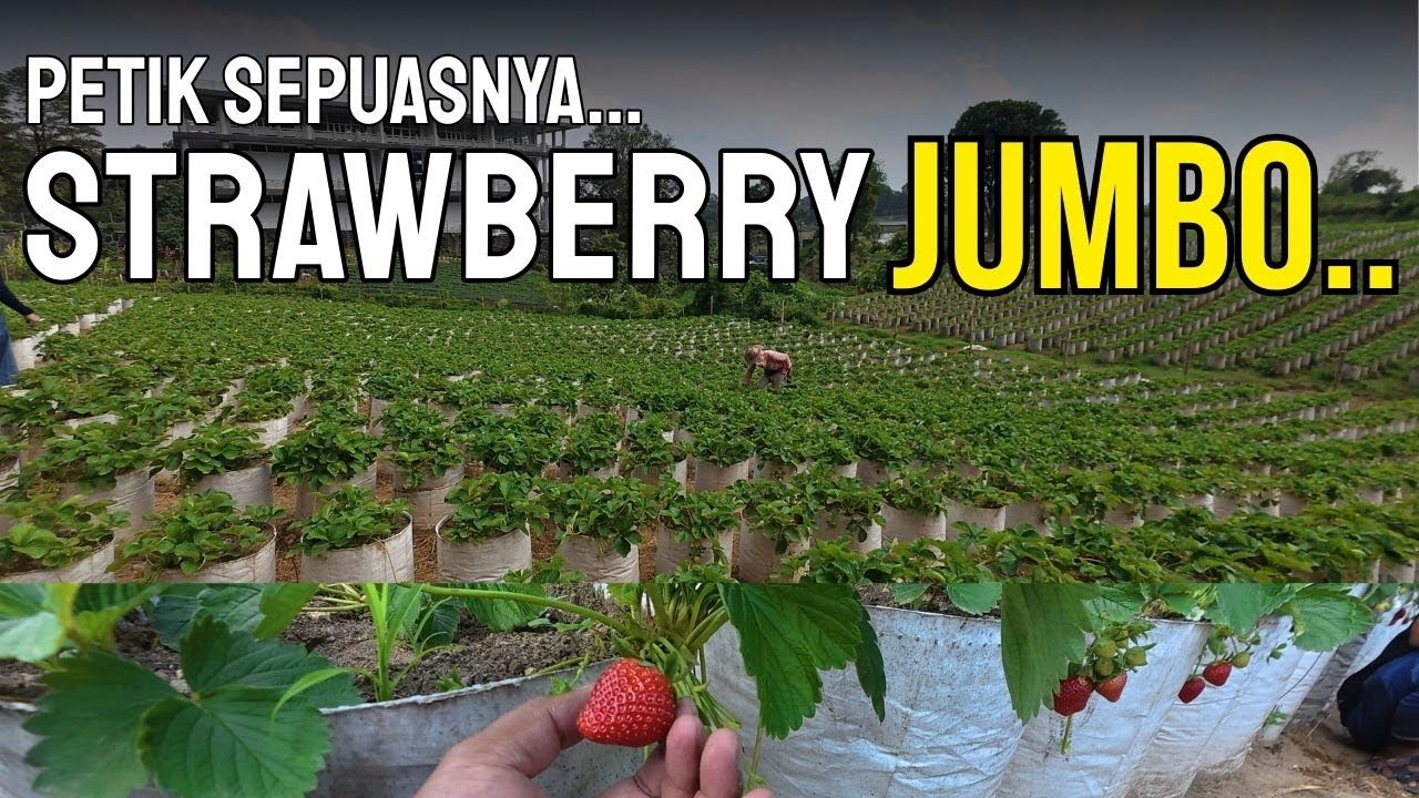 Petik Strawberry di Berastagi! Liburan ke Berastagi? Wajib Coba Petik Strawberry Sendiri!