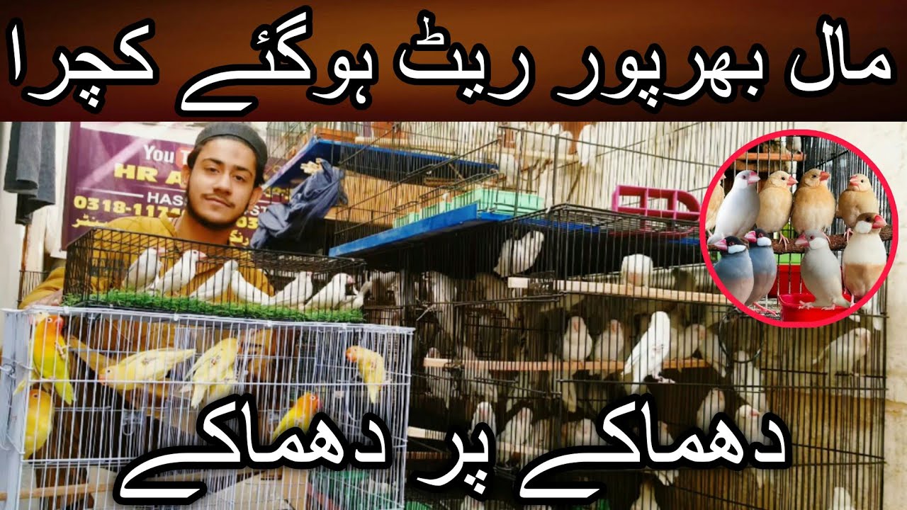Jaiz pese mango ge to bird urhh kar bike ga | Cheap price love bird | Albino | Crimino | Java